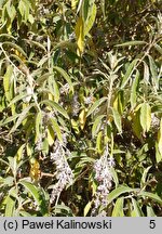 Buddleja officinalis