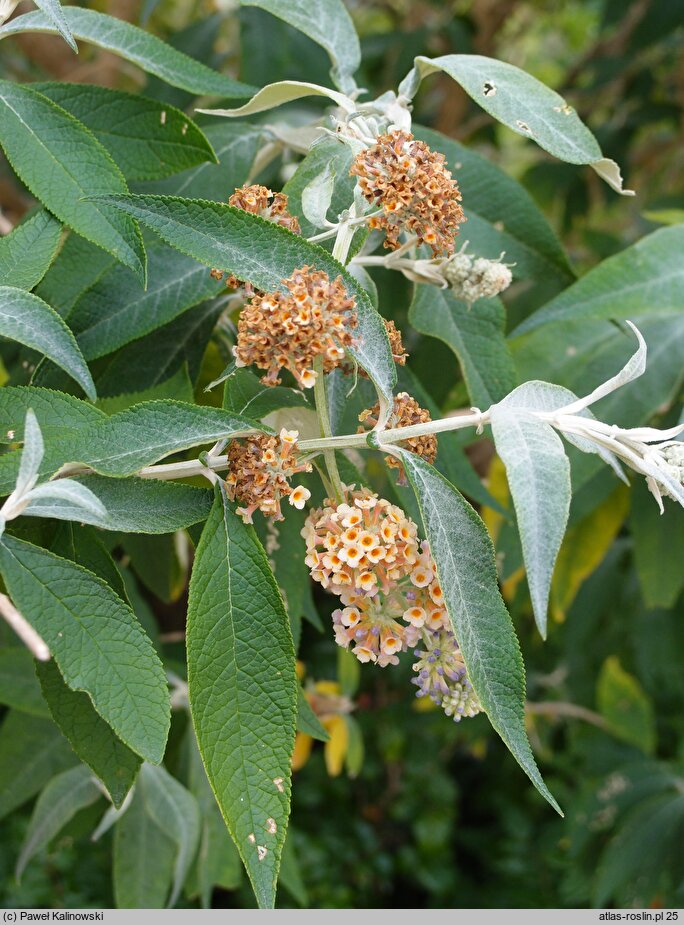 Buddleja ×weyeriana