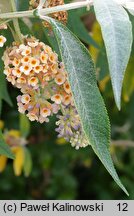 Buddleja ×weyeriana