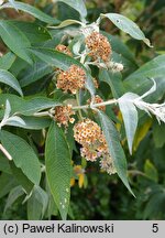 Buddleja ×weyeriana