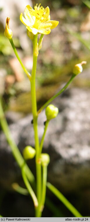 Bulbine annua