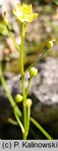 Bulbine annua