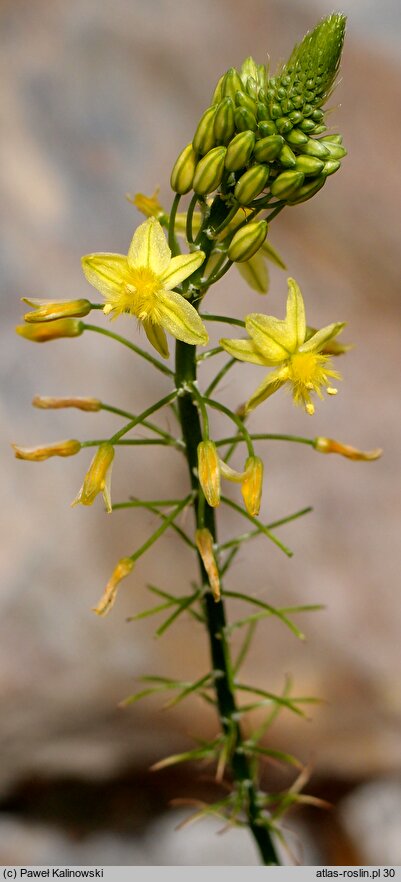 Bulbine asphodeloides