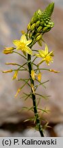 Bulbine asphodeloides