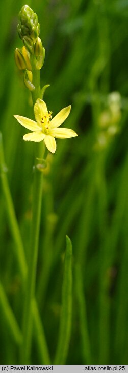 Bulbine semibarbata (bulbine)