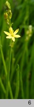 Bulbine semibarbata (bulbine)