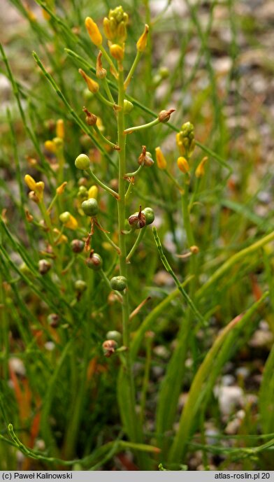 Bulbine semibarbata (bulbine)