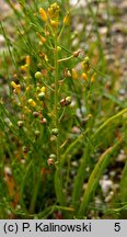 Bulbine semibarbata (bulbine)
