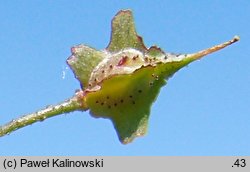 Bunias erucago (rukiewnik rokietowy)