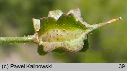 Bunias erucago (rukiewnik rokietowy)