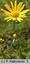 Buphthalmum salicifolium (kołotocznik wierzbolistny)