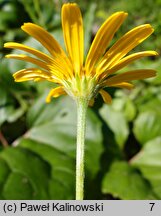 Buphthalmum salicifolium (kołotocznik wierzbolistny)