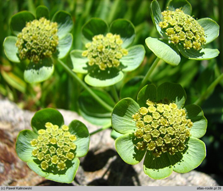 Bupleurum angulosum