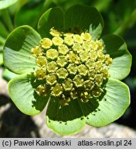 Bupleurum angulosum