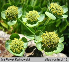 Bupleurum angulosum