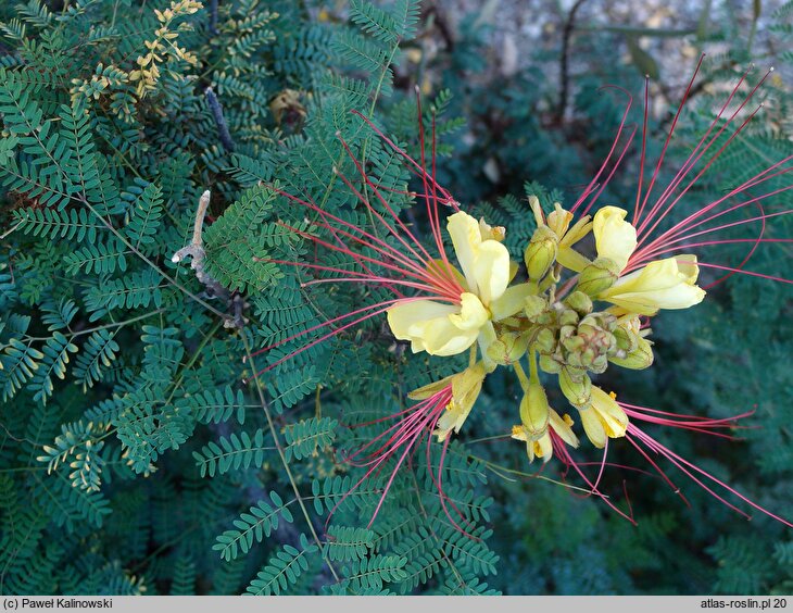 Erythrostemon gilliesii (brezylka cytrynowa)