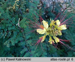 Erythrostemon gilliesii (brezylka cytrynowa)