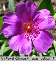 Cistanthe grandiflora