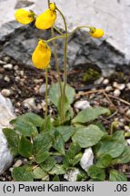 Calceolaria biflora (pantofelnik dwukwiatowy)