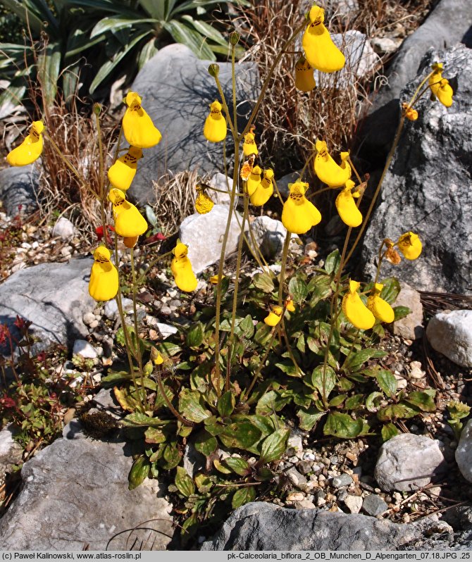 Calceolaria biflora (pantofelnik dwukwiatowy)