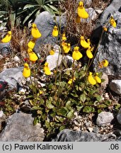 Calceolaria biflora (pantofelnik dwukwiatowy)