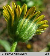 Calendula arvensis (nagietek polny)