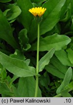 Calendula arvensis (nagietek polny)