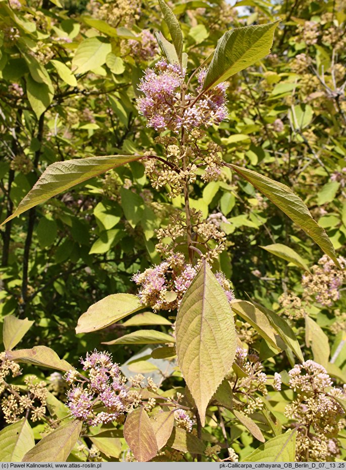 Callicarpa cathayana (pięknotka katajska)