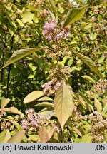 Callicarpa cathayana (pięknotka katajska)