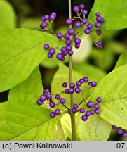 Callicarpa dichotoma (pięknotka rozwidlona)