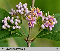 Callicarpa dichotoma (pięknotka rozwidlona)