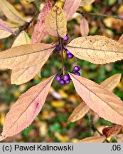 Callicarpa membranacea