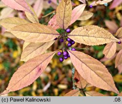 Callicarpa membranacea