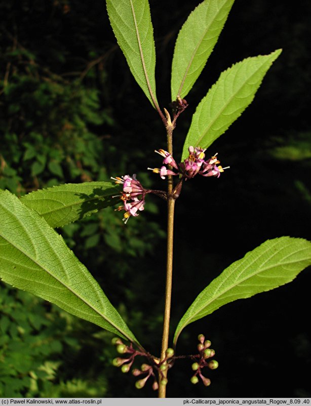 Callicarpa membranacea