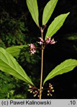 Callicarpa membranacea