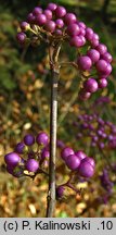 Callicarpa ×shirasawana (pięknotka Shirasawy)