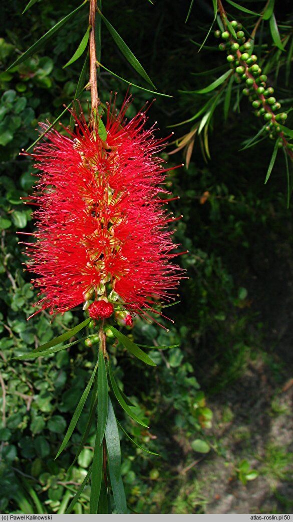 Melaleuca linearis