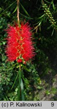 Melaleuca linearis