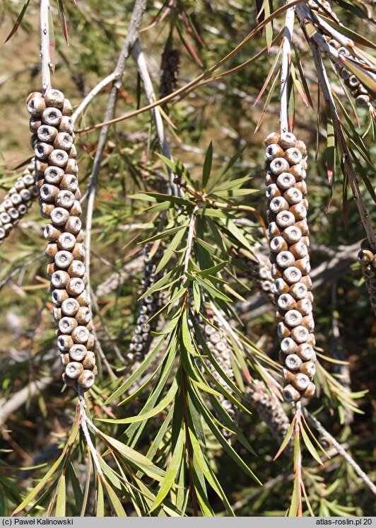 Melaleuca lophantha