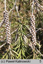 Melaleuca lophantha