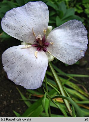 Calochortus splendens