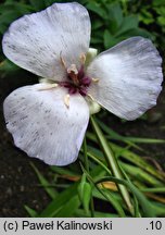 Calochortus splendens