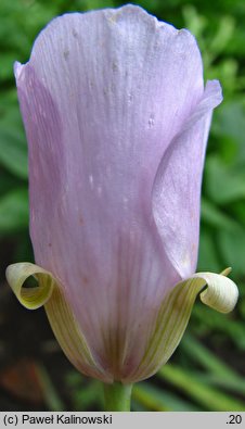 Calochortus splendens