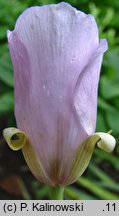 Calochortus splendens