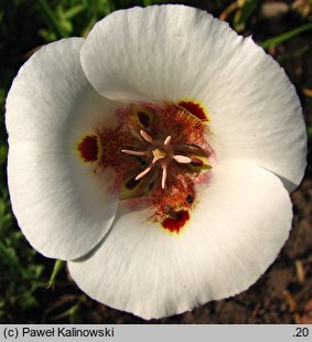 Calochortus superbus