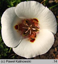 Calochortus superbus