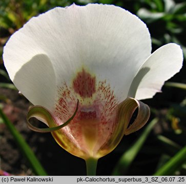 Calochortus superbus
