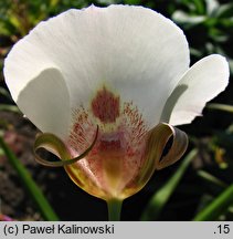 Calochortus superbus