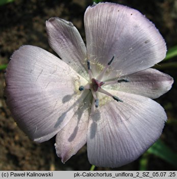 Calochortus uniflorus