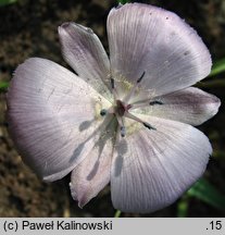 Calochortus uniflorus